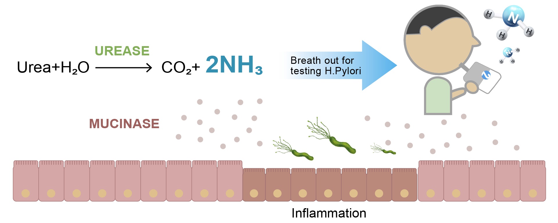 Comparison of UltraPeace detection principle and C13/14 H. pylori urea breath test principle - UltraE