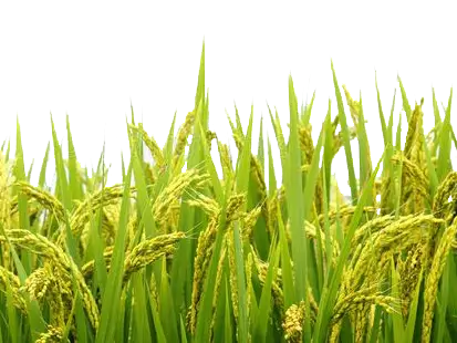 Agricultural field -UltraE